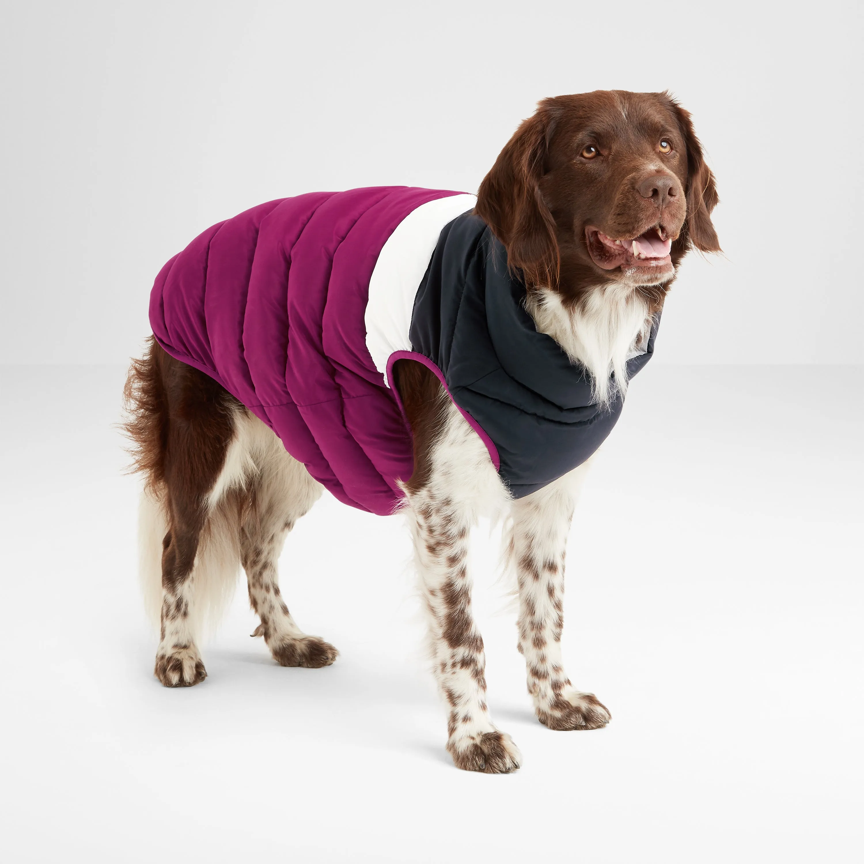 Fetch Padded Dog Coat XL - Purple Berry/Dark Indigo/Optic White